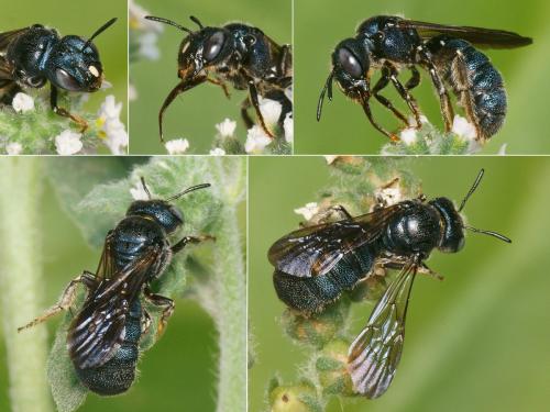 Réf. 267 542 : Ceratina chalcites
